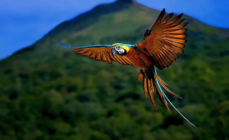  The most colorful wild bird in the world's profile for Ita and Rubika