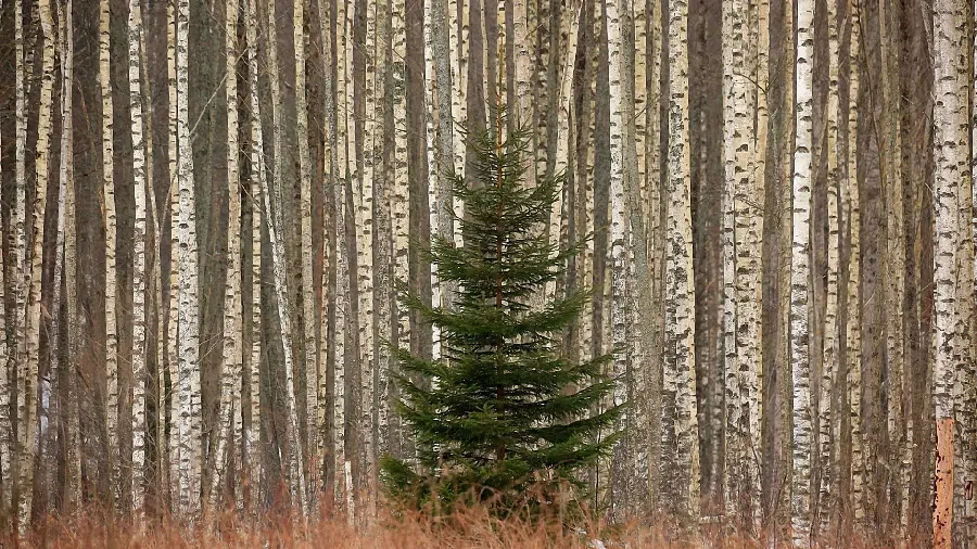 Unique and beautiful picture of a lonely pine tree in high quality 