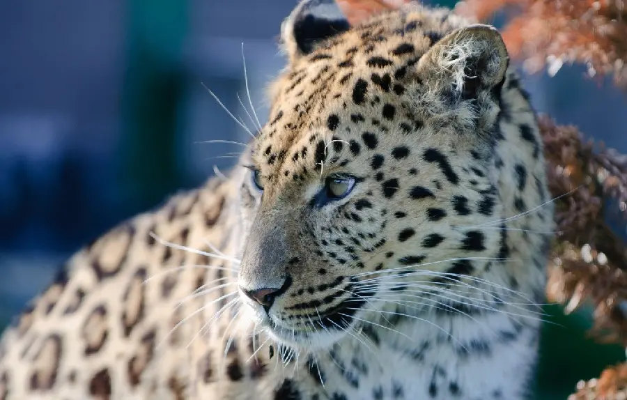 High-quality wallpaper of a close-up of a leopard for animal lovers