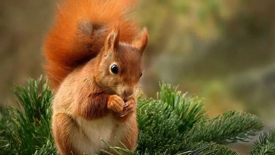 Free and high quality wild and real squirrel stock photo