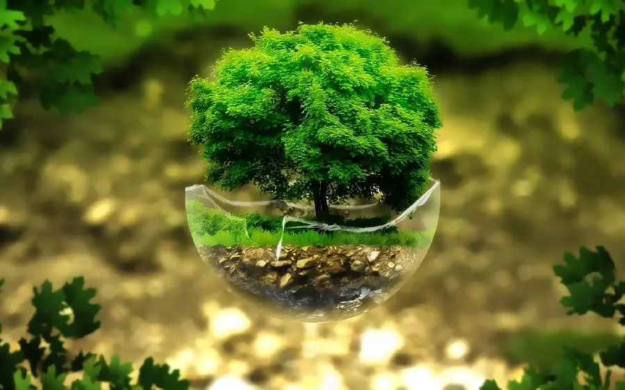  Interesting and spectacular photo of a bonsai tree, one of the most beautiful trees 