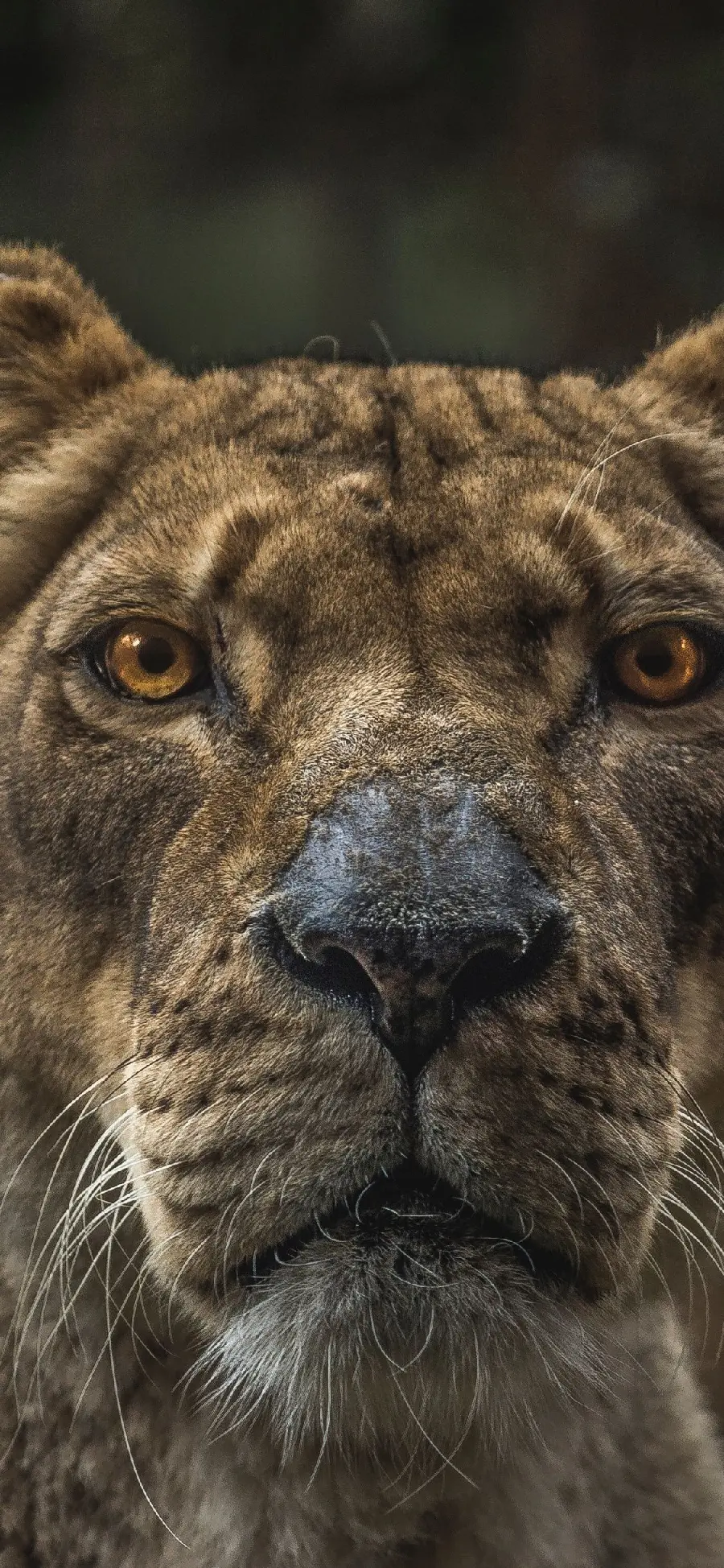 Beautiful and popular female lion background for smart women