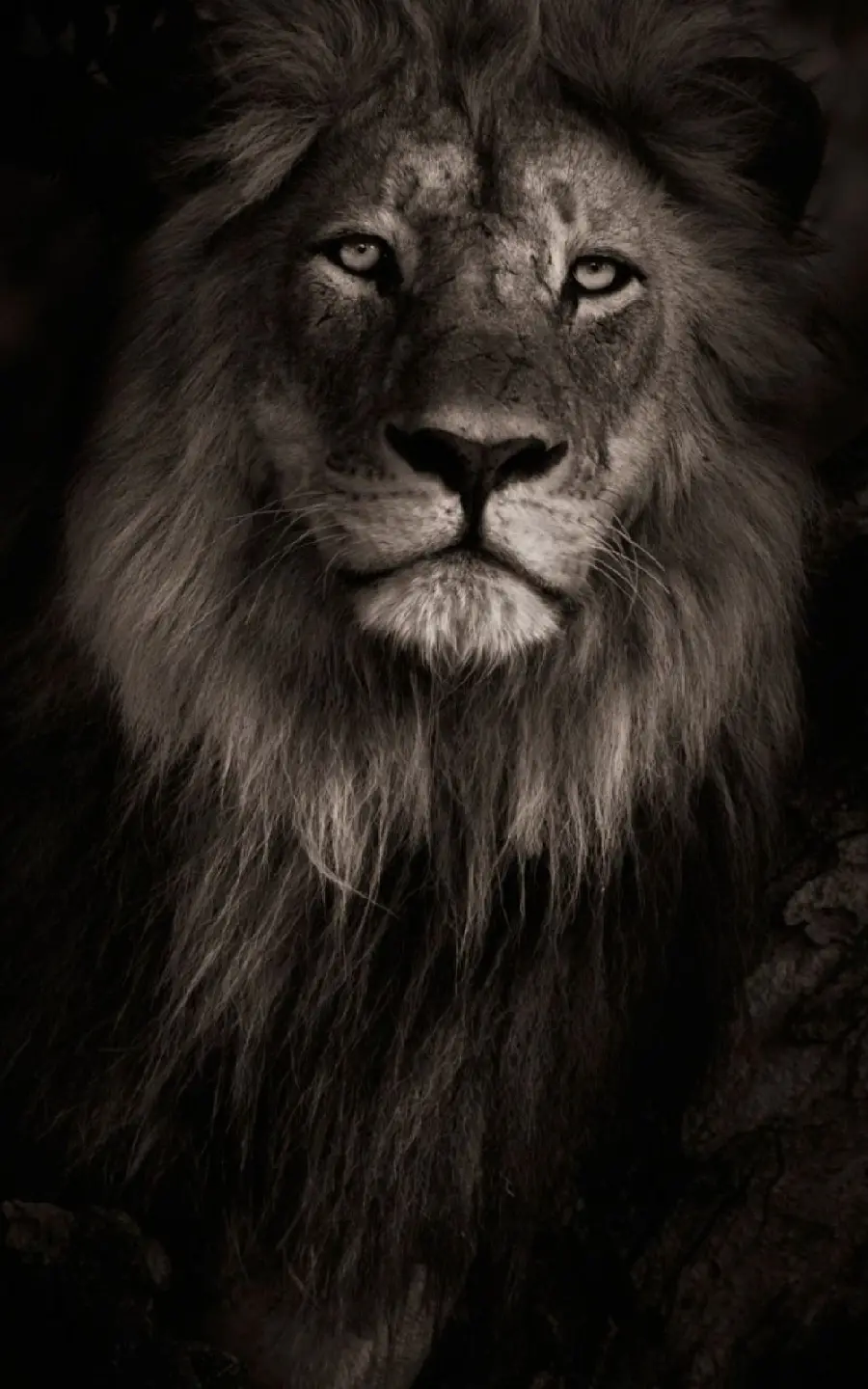 Attractive lion wallpaper with black background for iPhone and Samsung
