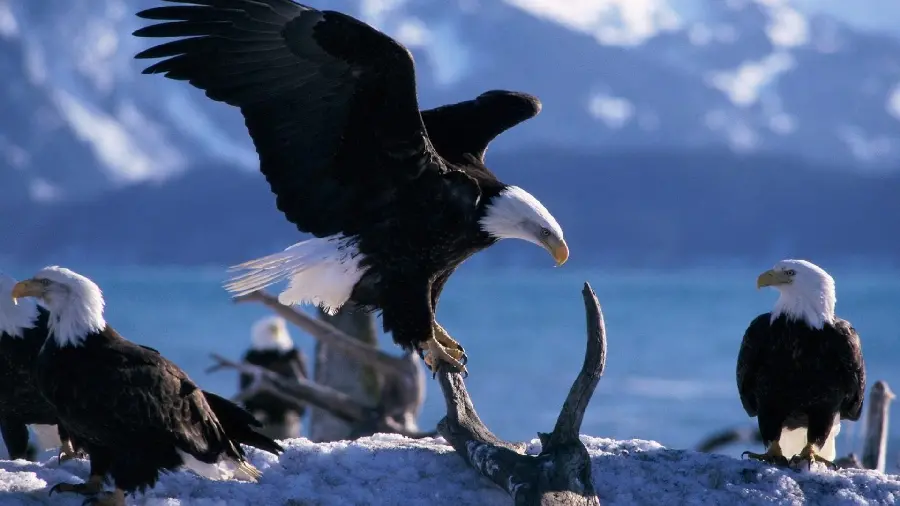 Photo of cold-blooded wild birds called bald eagles in the snow