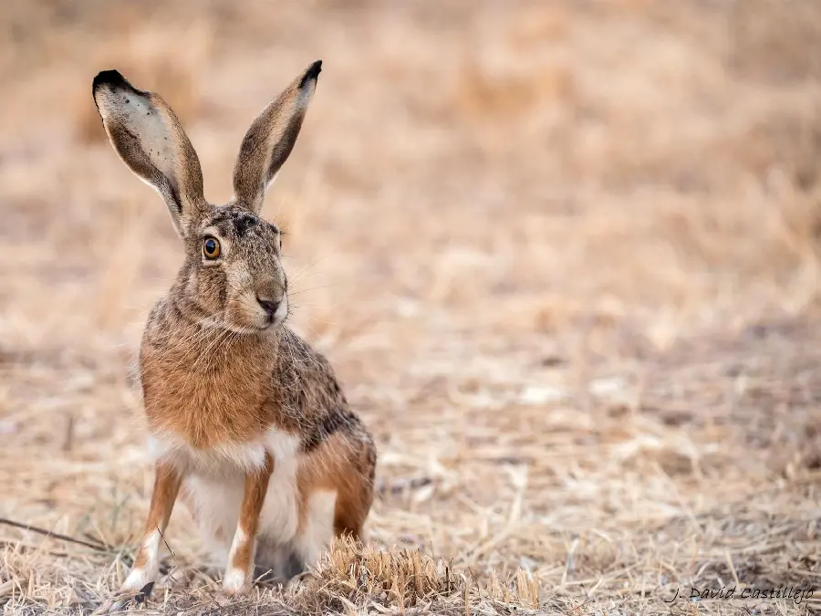 High quality view of a large wild rabbit in the plain FUII HD