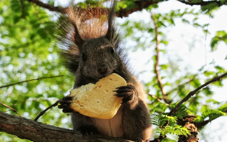 Cute photo of a Nescafe squirrel with a Googly biscuit in his hand