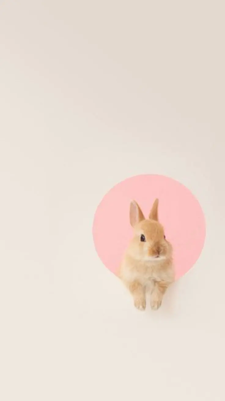 Cute Rabbit Wallpaper Hanging from Pink Circle