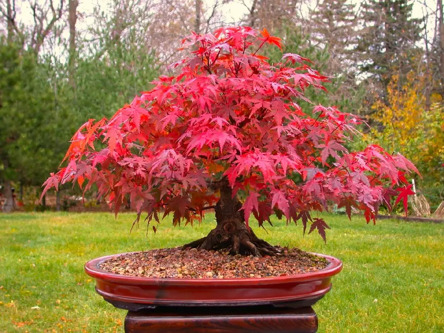  Extremely beautiful background of a bonsai tree with beautiful red leaves 