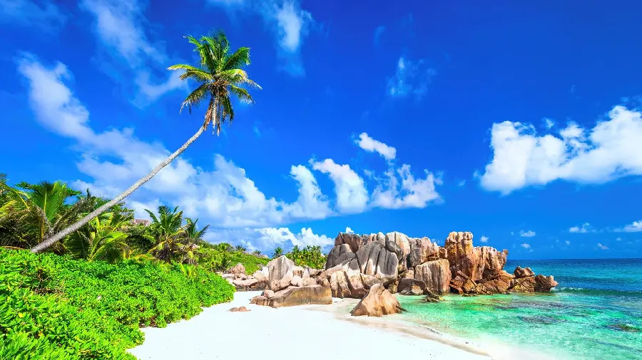 Summer beach wallpaper with palm trees suitable for laptops and computers full hd