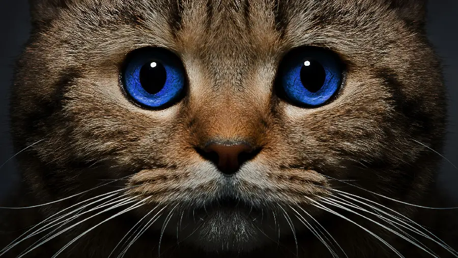 Nanaz's interesting wallpaper of a little cat with innocent blue eyes