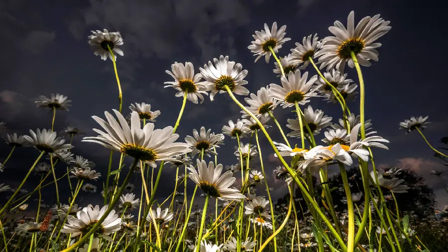 A reverse portrait of white chamomile flowers with amazing quality