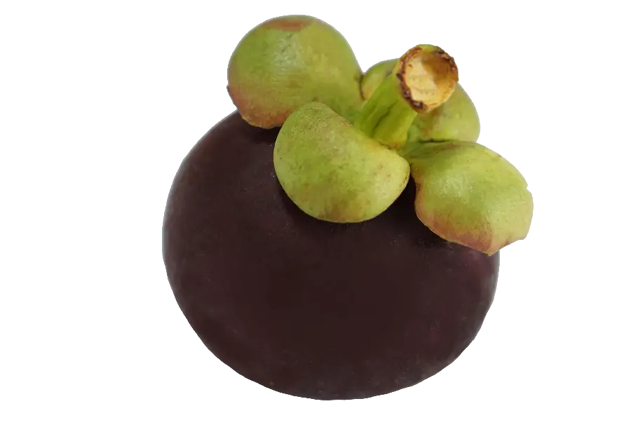 The newest single image of wild fruit Tergil PNG 