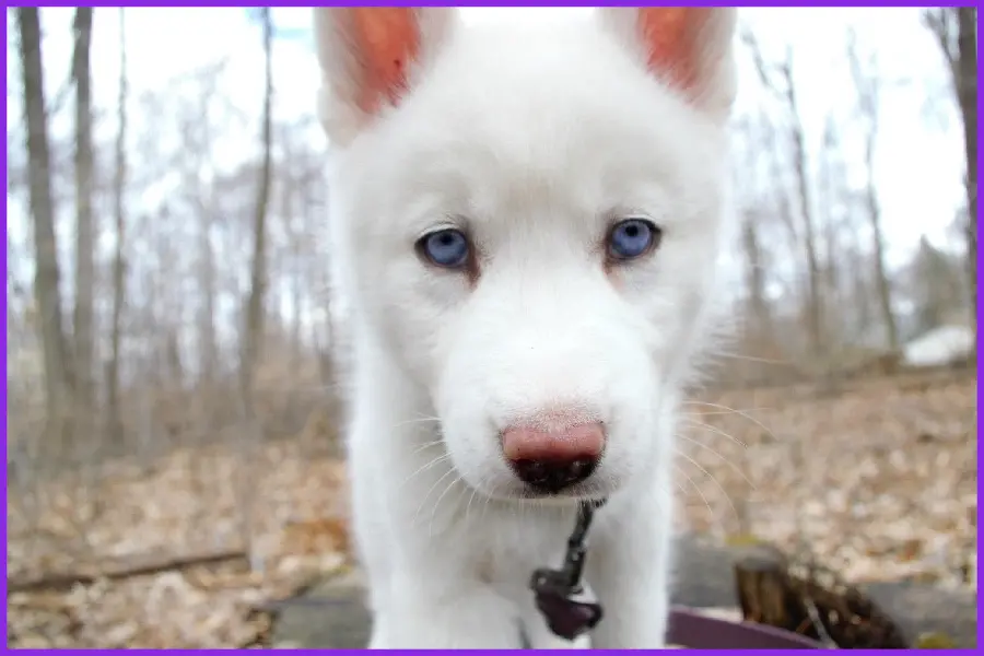  Interesting picture of a white husky dog ​​Nanaz with big and beautiful eyes 