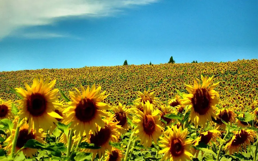 Stock photo of a large plain full of beautiful yellow sunflowers with a blue sky 
