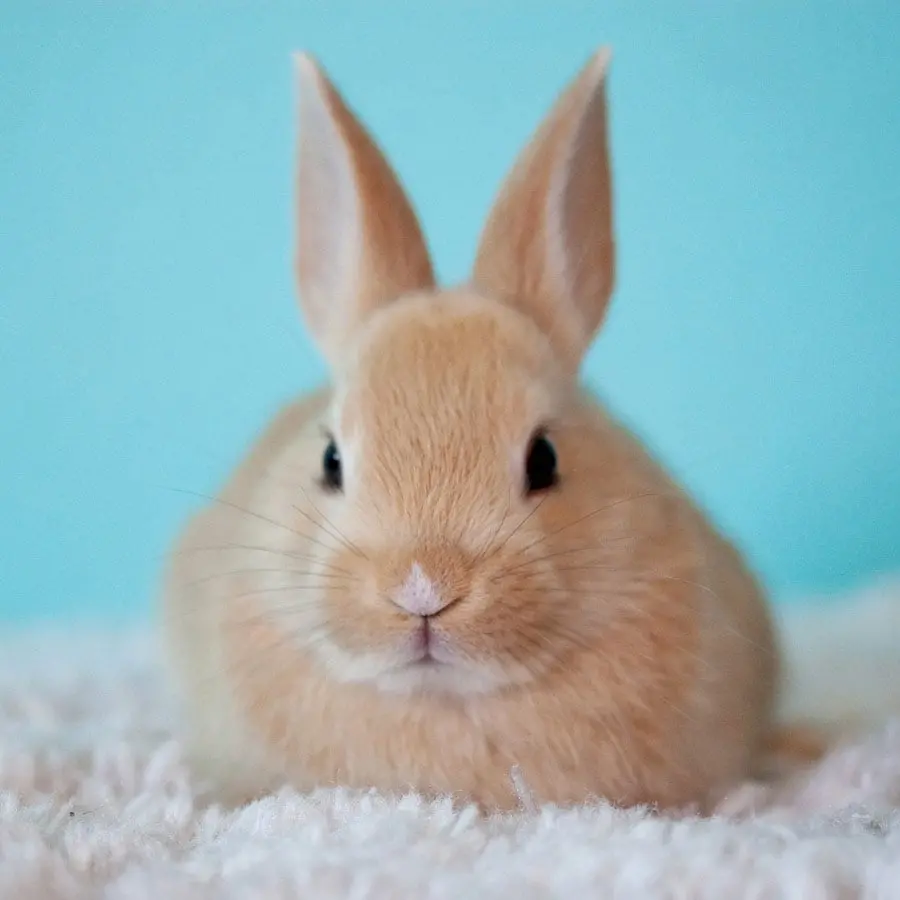 Cute and cute wild rabbit image for girls' profiles 