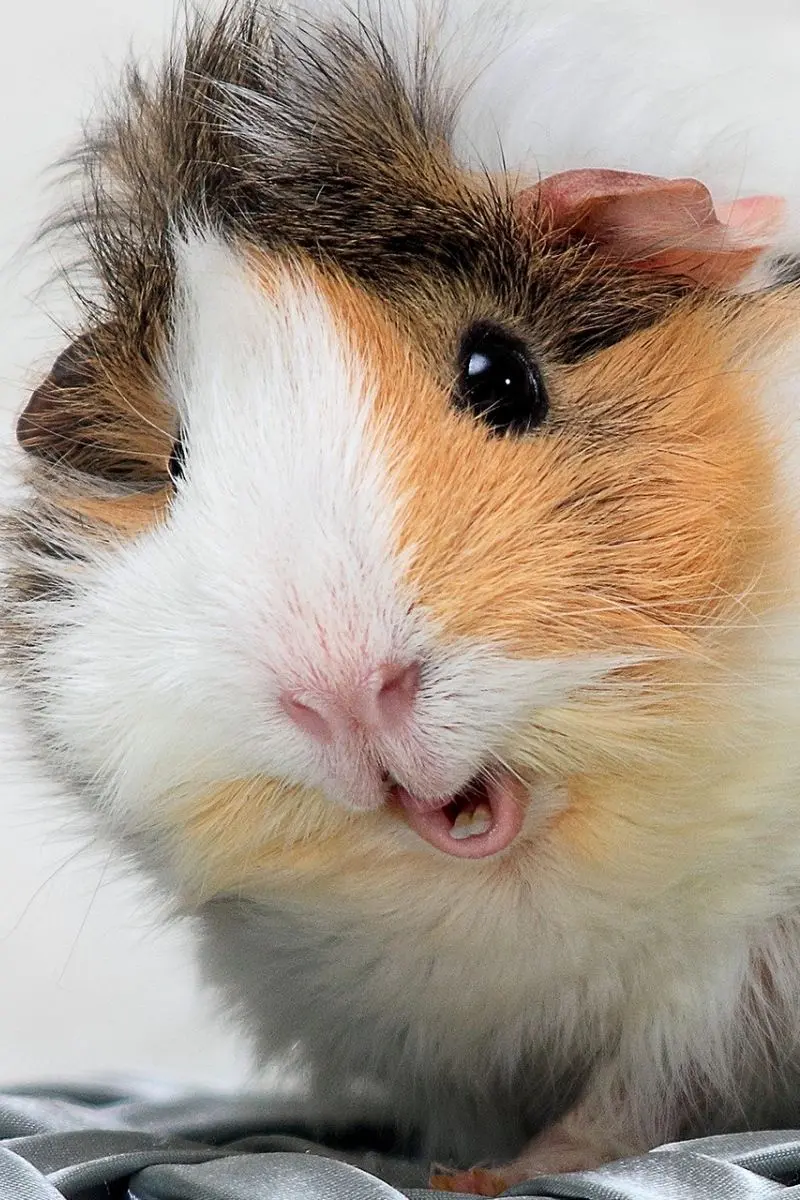 Nanaz wallpaper of guinea pigs with small and cute ears