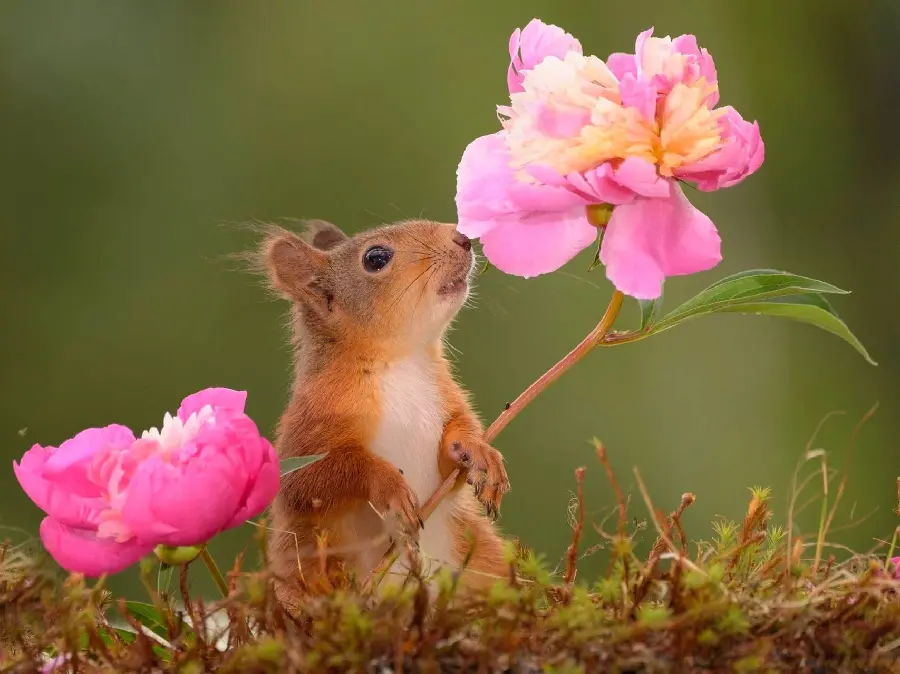 Download an extraordinary image of a squirrel next to a beautiful pink flower 