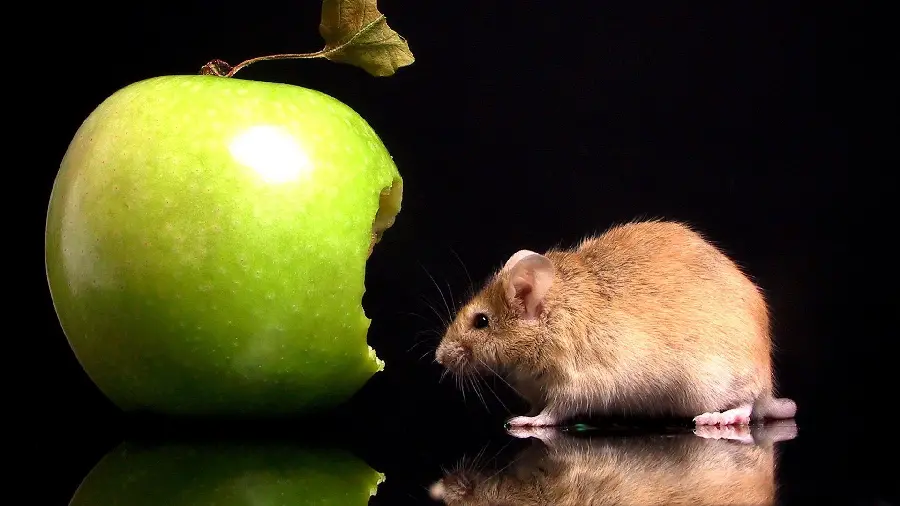 Raw designed photo of a hamster with a bitten green apple