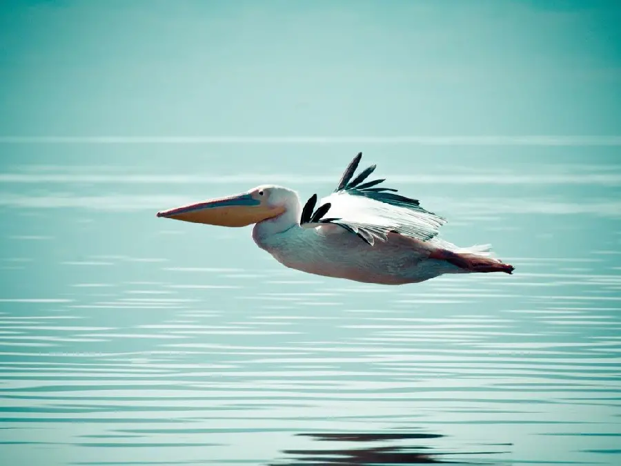 The Most Viewed Pelican Bird Photo in Nature for Posts and Stories