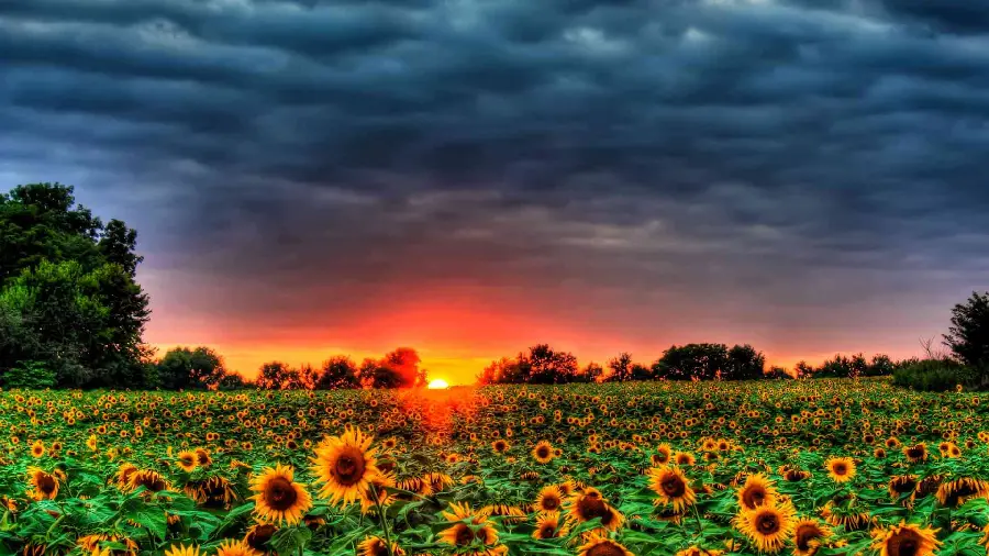Summer wallpaper of sunflowers and sunset