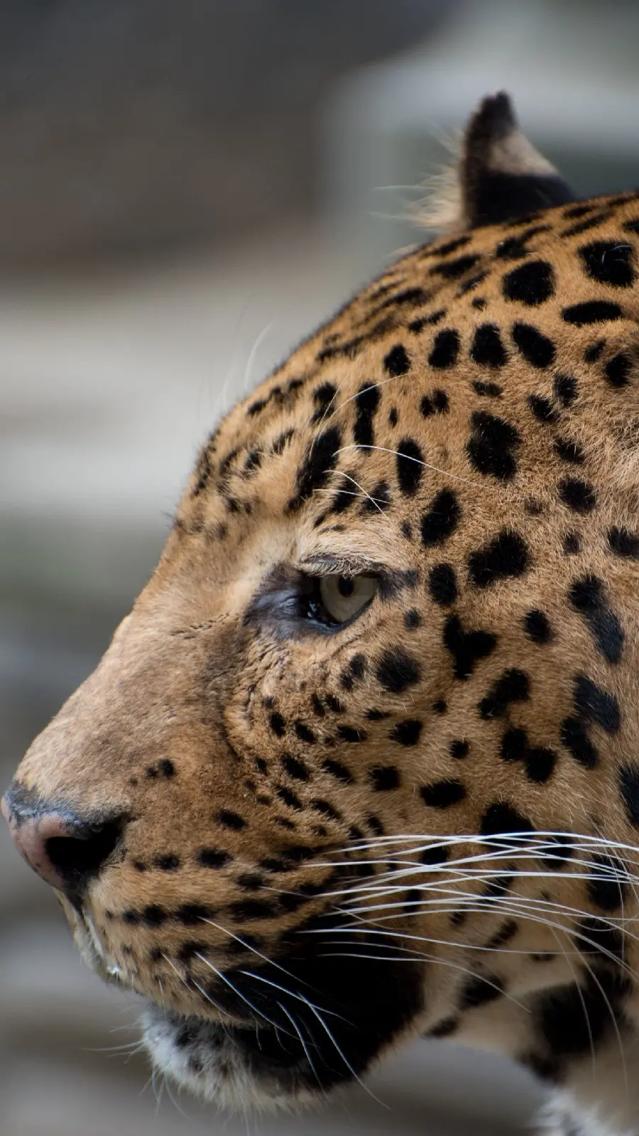Background of a spotted jaguar ready to hunt from a close angle