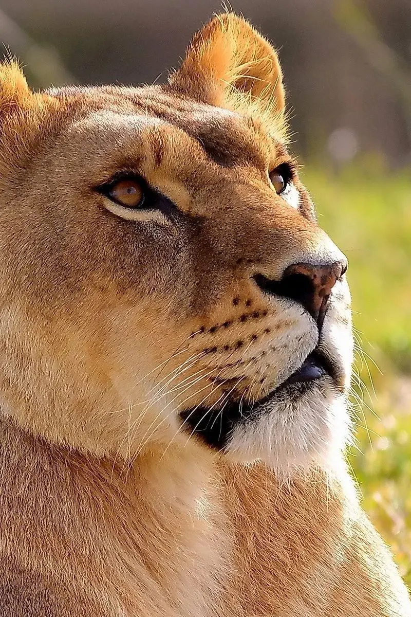 Magnificent stock photo of a female lion for Samsung phones