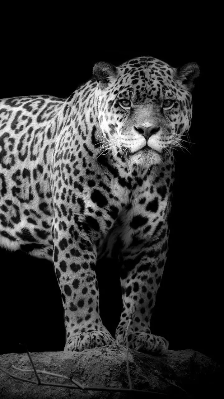 Special and dark wallpaper of a powerful jaguar standing on a boulder