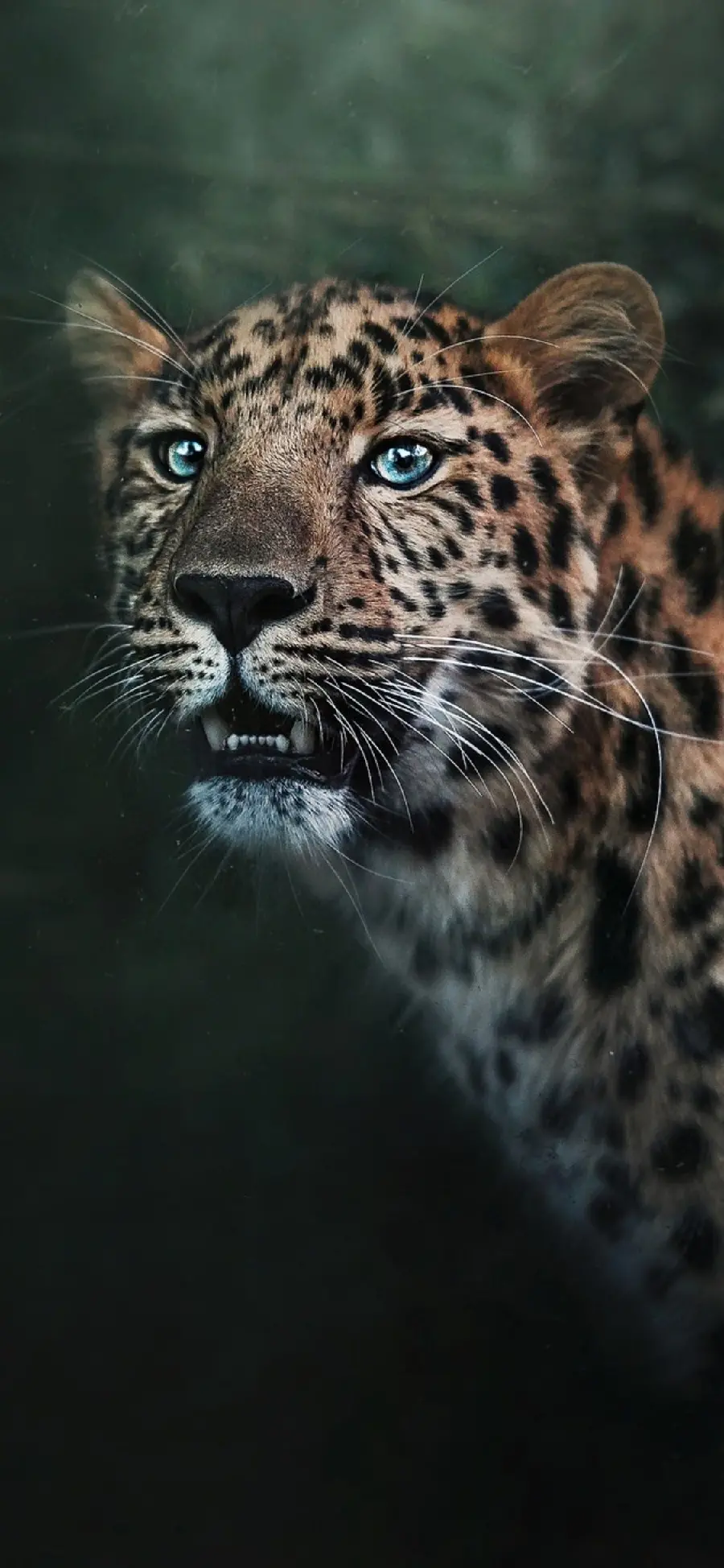 Iranian jaguar background from a different angle while hunting
