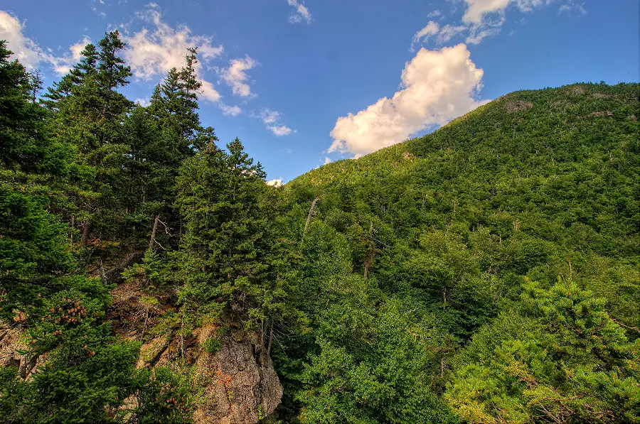 High quality free photo of a lush mountain forest with a lot of trees