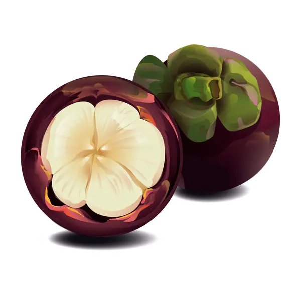 Free Download Graphic Design of Targil Fruit PNG