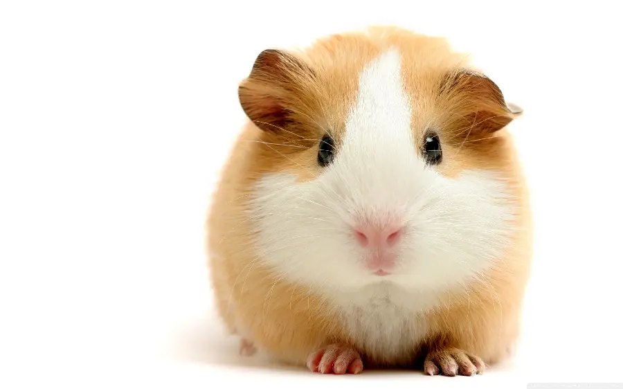 Unique and spectacular background of guinea pigs with small ears 