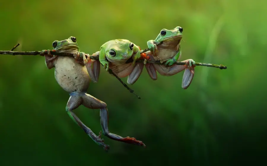 Fantasy and funny frog wallpaper for computer and laptop 