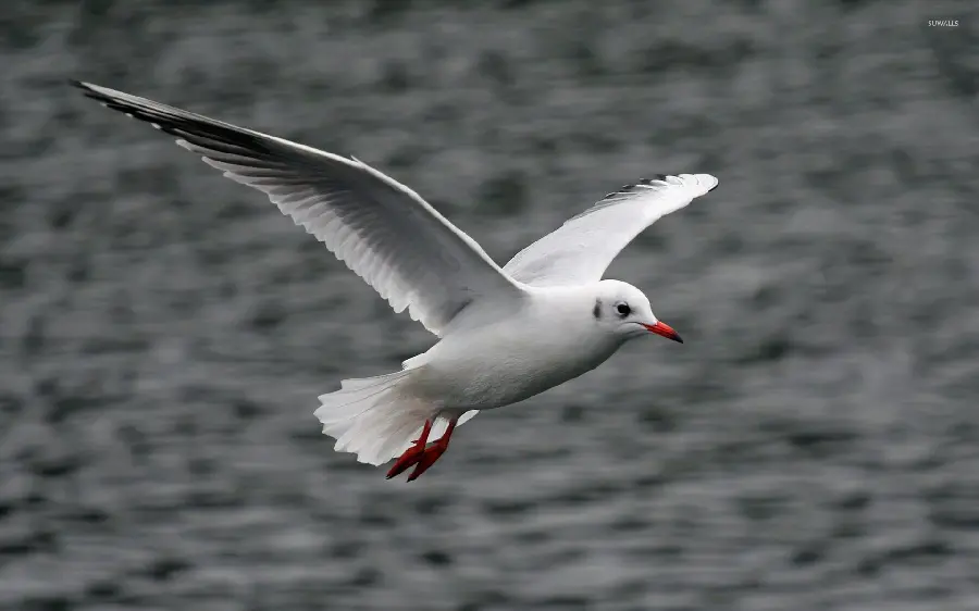 Instagram-worthy photo of a white seagull over a rough sea