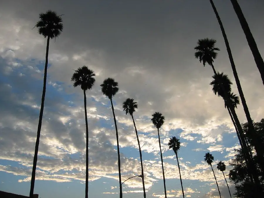 Desktop background of palm trees in Los Angeles under dark clouds