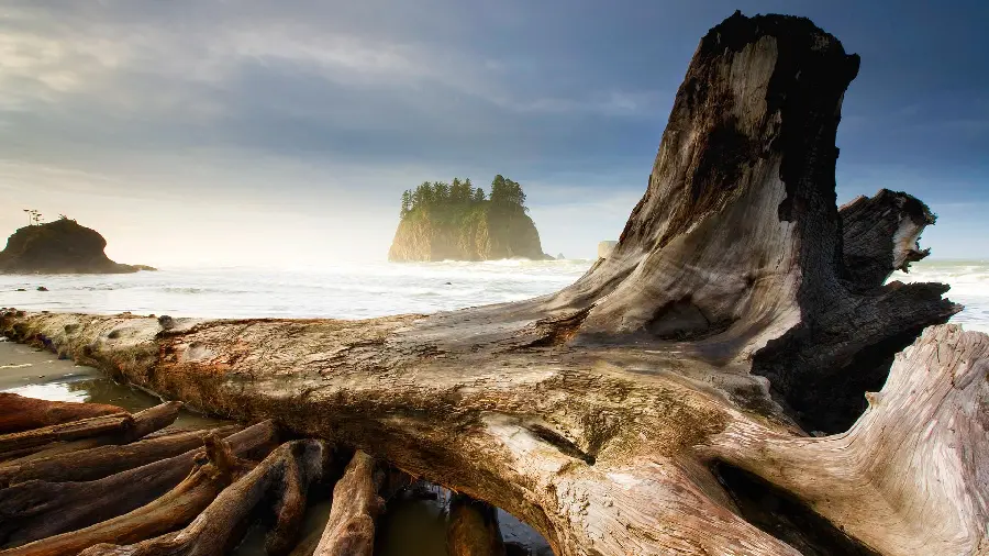 A pleasant picture of rocks and pieces of wood by the sea