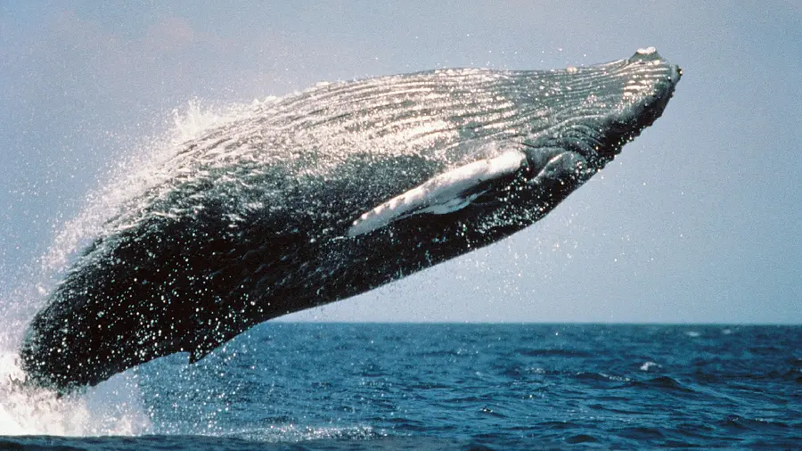 Unique and spectacular image of a large whale jumping in the water 