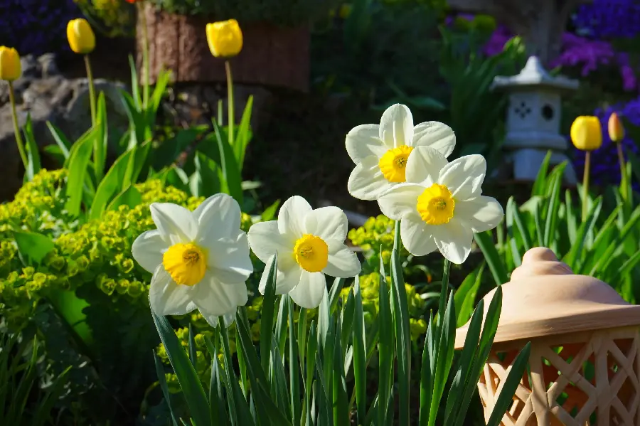 Attractive background of a daffodil flower with beautiful green leaves