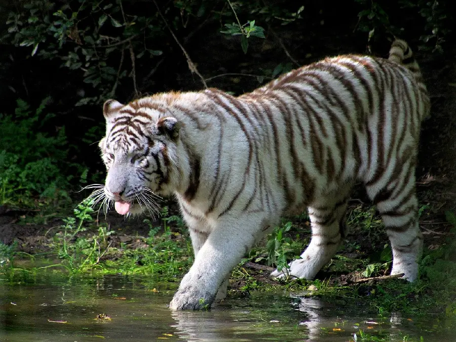 Background photo of a thirsty white female tiger by a forest pond