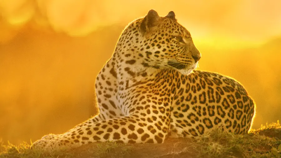 The best and new beautiful leopard wallpaper with an orange background