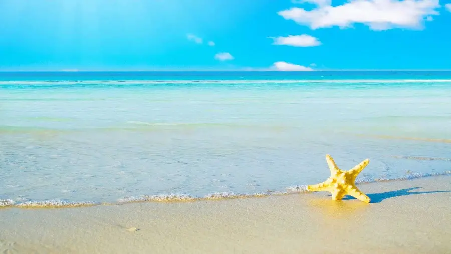 Spectacular wallpaper of the beach and the endless sea and the starfish