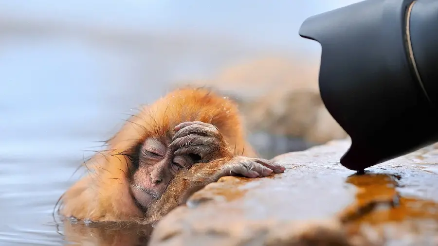 Googly's Story of a Cute Red Monkey in a Lake