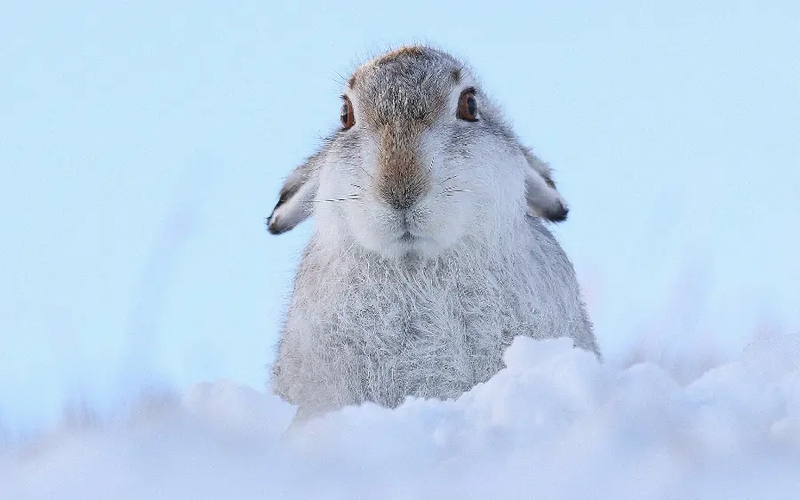 Amazing background of a beautiful otter in the snow in high quality 