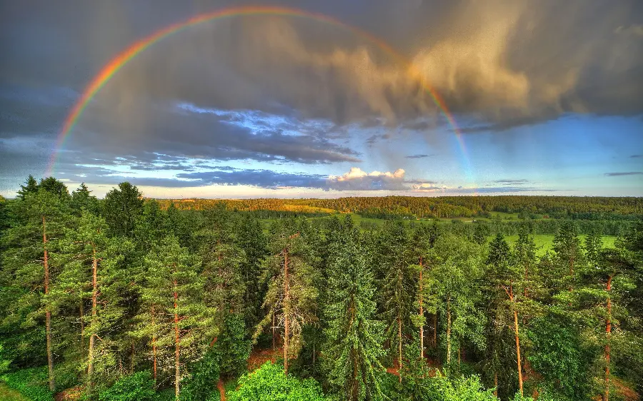 A cute and unique background of a rainbow and a peaceful forest