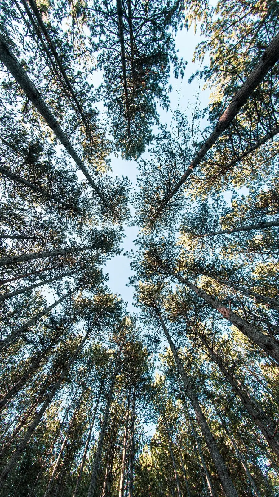 A beautiful and interesting photo of tall and beautiful trees in high quality