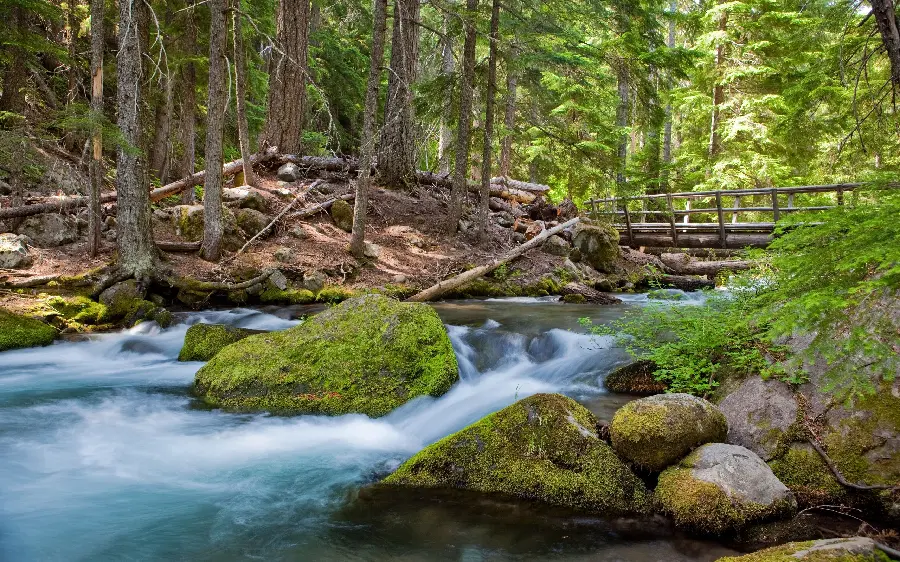 Download a pleasant image of the nature of the waterfall and trees for those with good taste