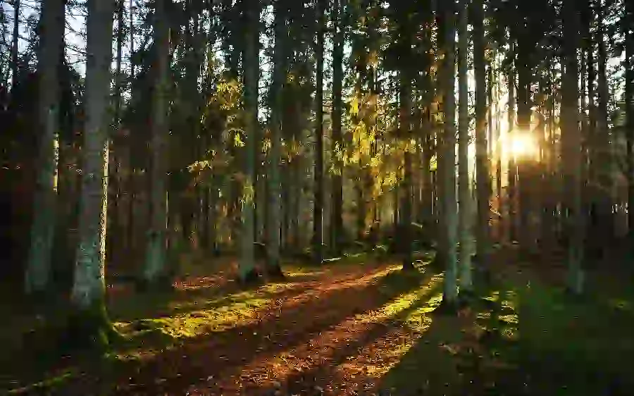 High Quality Wallpaper of Tall Trees with Shining Sun