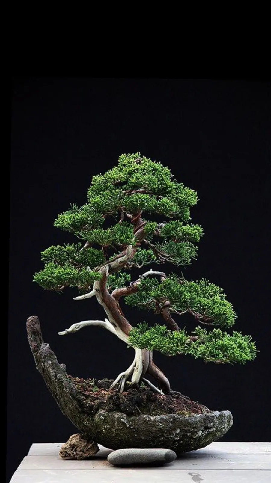  Extremely beautiful background of a bonsai tree with a nostalgic and beautiful vase 