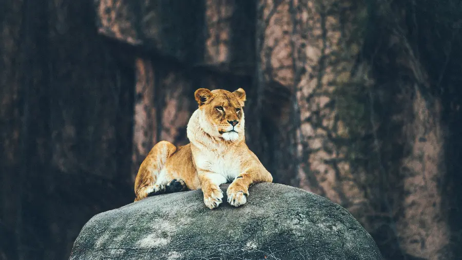 The best and most beautiful photo of a jungle lion sitting on a rock for background
