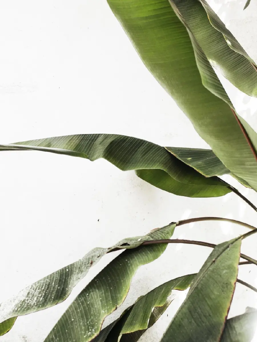 Get Indigo Banana Leaf Wallpaper