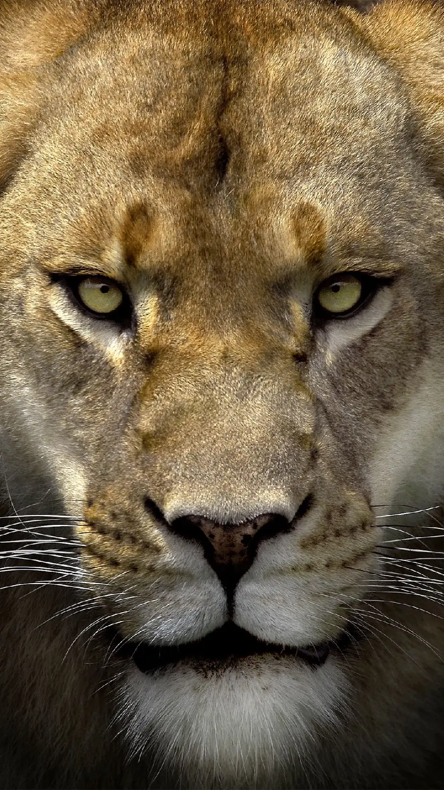 New Boyish Wallpaper of a Lion in Close-up for iPhone 15